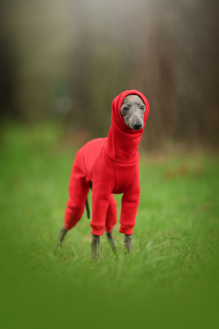 Sweatshirt jumpsuit hood PUPPY - different colors - GreyIggy image 1