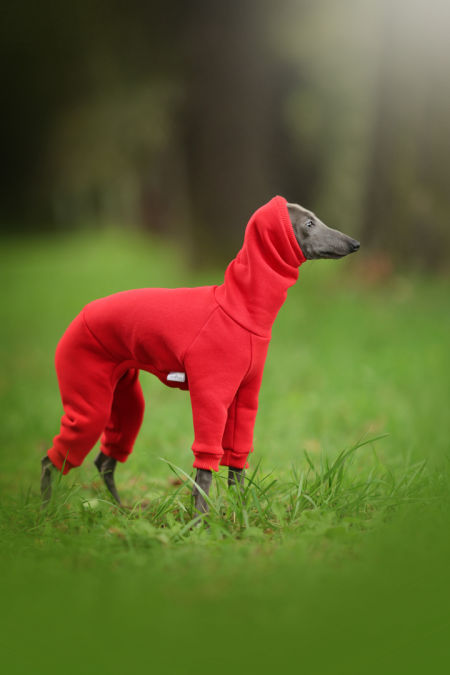 Sweatshirt jumpsuit hood PUPPY - different colors - GreyIggy image 2