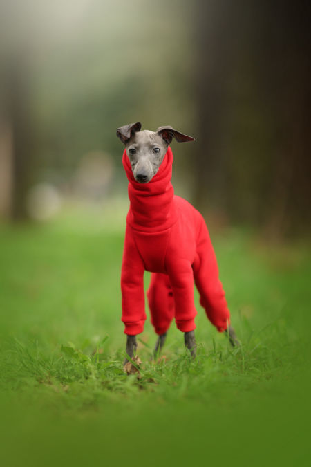 Sweatshirt jumpsuit hood PUPPY - different colors - GreyIggy image 3